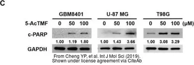 Anti-GAPDH antibody [GT239] used in Western Blot (WB). GTX627408