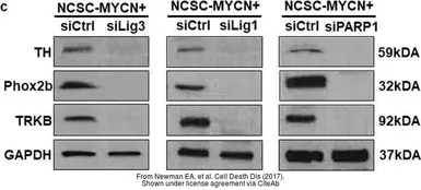 Anti-GAPDH antibody [GT239] used in Western Blot (WB). GTX627408