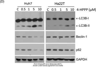 Anti-GAPDH antibody [GT239] used in Western Blot (WB). GTX627408