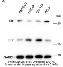 Anti-GAPDH antibody [GT239] used in Western Blot (WB). GTX627408