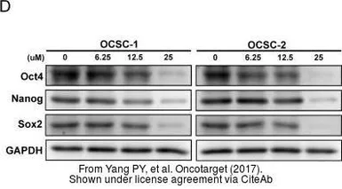Anti-GAPDH antibody [GT239] used in Western Blot (WB). GTX627408