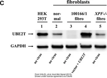 Anti-GAPDH antibody [GT239] used in Western Blot (WB). GTX627408