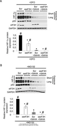 Anti-GAPDH antibody [GT239] used in Western Blot (WB). GTX627408