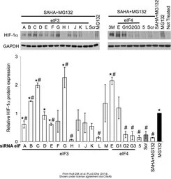 Anti-GAPDH antibody [GT239] used in Western Blot (WB). GTX627408
