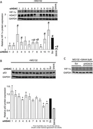 Anti-GAPDH antibody [GT239] used in Western Blot (WB). GTX627408