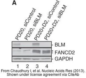 Anti-GAPDH antibody [GT239] used in Western Blot (WB). GTX627408