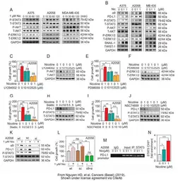 Anti-GAPDH antibody [GT239] used in Western Blot (WB). GTX627408