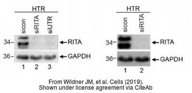 Anti-GAPDH antibody [GT239] used in Western Blot (WB). GTX627408