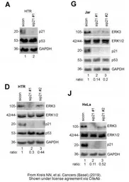 Anti-GAPDH antibody [GT239] used in Western Blot (WB). GTX627408