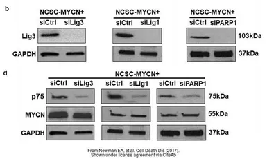 Anti-GAPDH antibody [GT239] used in Western Blot (WB). GTX627408