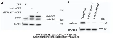 Anti-GAPDH antibody [GT239] used in Western Blot (WB). GTX627408