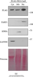 Anti-GAPDH antibody [GT239] used in Western Blot (WB). GTX627408