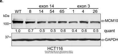 Anti-GAPDH antibody [GT239] used in Western Blot (WB). GTX627408