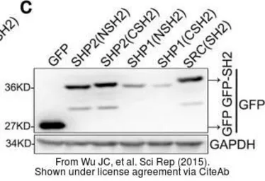 Anti-GAPDH antibody [GT239] used in Western Blot (WB). GTX627408
