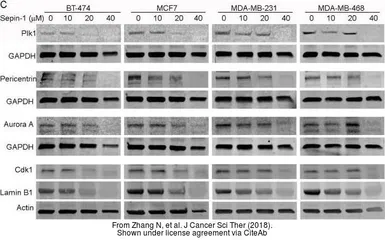 Anti-GAPDH antibody [GT239] used in Western Blot (WB). GTX627408