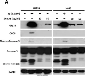 Anti-GAPDH antibody [GT239] used in Western Blot (WB). GTX627408