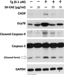 Anti-GAPDH antibody [GT239] used in Western Blot (WB). GTX627408