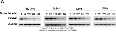 Anti-GAPDH antibody [GT239] used in Western Blot (WB). GTX627408