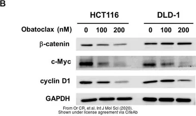 Anti-GAPDH antibody [GT239] used in Western Blot (WB). GTX627408