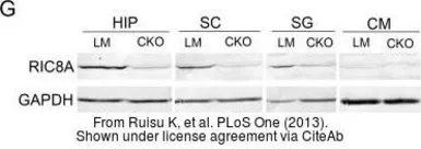 Anti-GAPDH antibody [GT239] used in Western Blot (WB). GTX627408