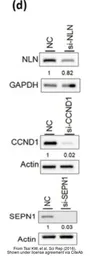 Anti-GAPDH antibody [GT239] used in Western Blot (WB). GTX627408