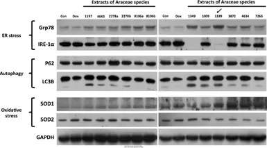 Anti-GAPDH antibody [GT239] used in Western Blot (WB). GTX627408