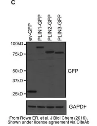 Anti-GAPDH antibody [GT239] used in Western Blot (WB). GTX627408