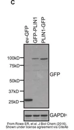 Anti-GAPDH antibody [GT239] used in Western Blot (WB). GTX627408