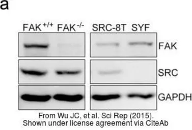 Anti-GAPDH antibody [GT239] used in Western Blot (WB). GTX627408