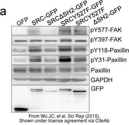 Anti-GAPDH antibody [GT239] used in Western Blot (WB). GTX627408