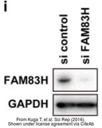 Anti-GAPDH antibody [GT239] used in Western Blot (WB). GTX627408