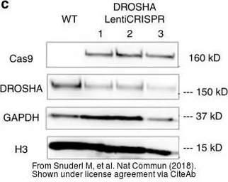 Anti-GAPDH antibody [GT239] used in Western Blot (WB). GTX627408
