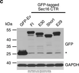 Anti-GAPDH antibody [GT239] used in Western Blot (WB). GTX627408