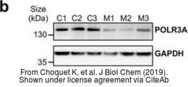 Anti-GAPDH antibody [GT239] used in Western Blot (WB). GTX627408