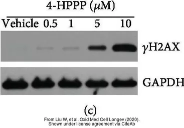 Anti-GAPDH antibody [GT239] used in Western Blot (WB). GTX627408