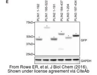 Anti-GAPDH antibody [GT239] used in Western Blot (WB). GTX627408