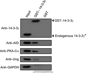 Anti-GAPDH antibody [GT239] used in Western Blot (WB). GTX627408