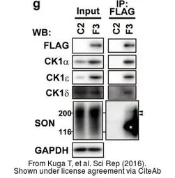 Anti-GAPDH antibody [GT239] used in Western Blot (WB). GTX627408