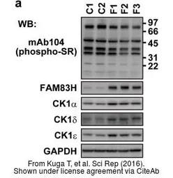 Anti-GAPDH antibody [GT239] used in Western Blot (WB). GTX627408