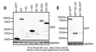 Anti-GAPDH antibody [GT239] used in Western Blot (WB). GTX627408