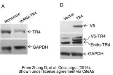 Anti-GAPDH antibody [GT239] used in Western Blot (WB). GTX627408