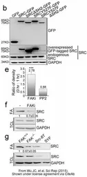Anti-GAPDH antibody [GT239] used in Western Blot (WB). GTX627408
