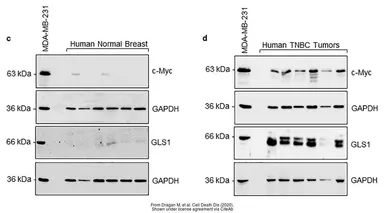 Anti-GAPDH antibody [GT239] used in Western Blot (WB). GTX627408
