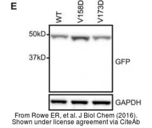 Anti-GAPDH antibody [GT239] used in Western Blot (WB). GTX627408