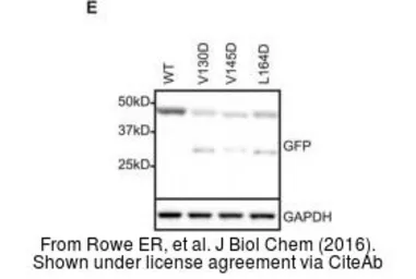 Anti-GAPDH antibody [GT239] used in Western Blot (WB). GTX627408