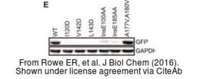 Anti-GAPDH antibody [GT239] used in Western Blot (WB). GTX627408