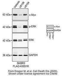 Anti-GAPDH antibody [GT239] used in Western Blot (WB). GTX627408