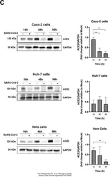 Anti-GAPDH antibody [GT239] used in Western Blot (WB). GTX627408
