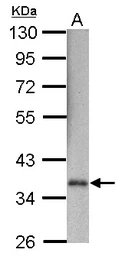 Anti-GAPDH antibody [GT239] used in Western Blot (WB). GTX627408