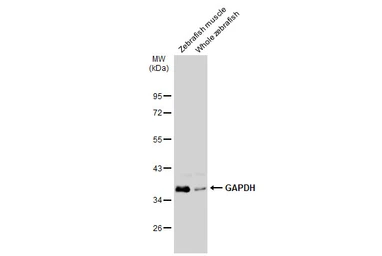 Anti-GAPDH antibody [GT239] used in Western Blot (WB). GTX627408